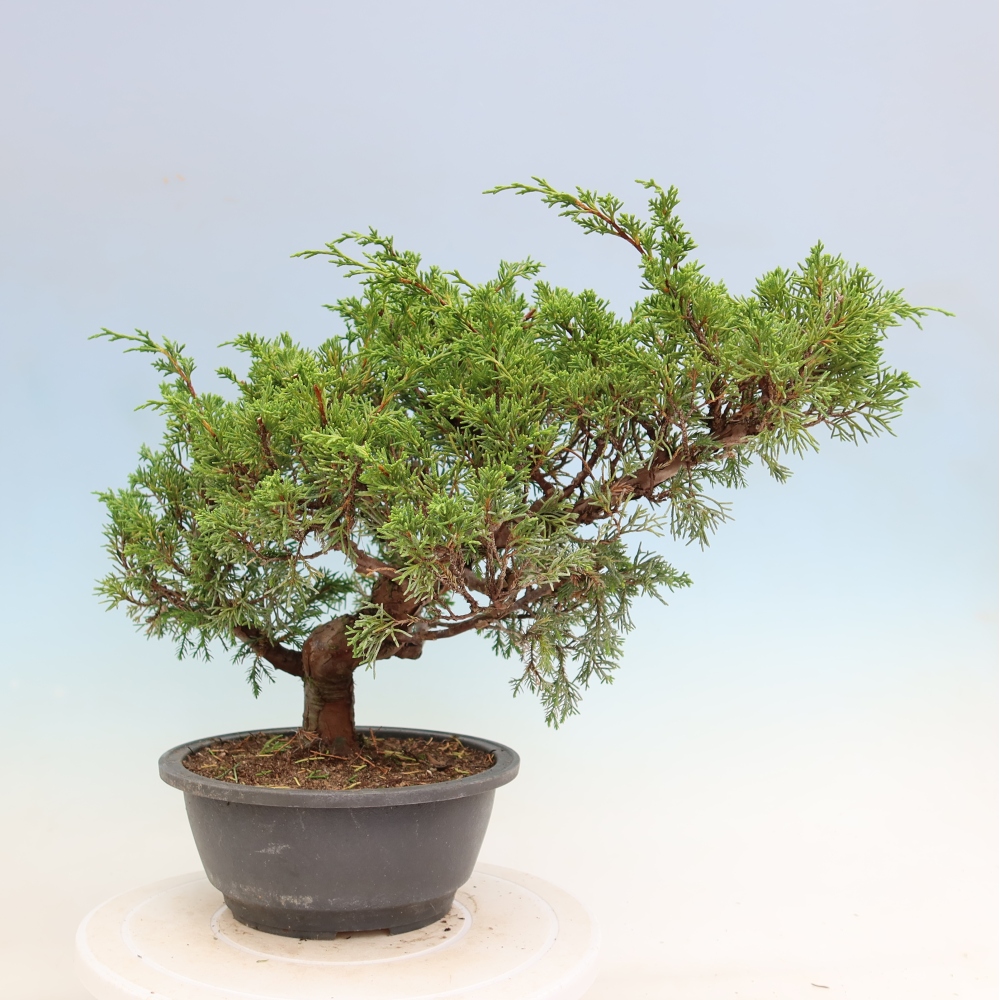 Bonsai voor buiten - Juniperus chinensis Itoigawa-Juniperus chinensis
