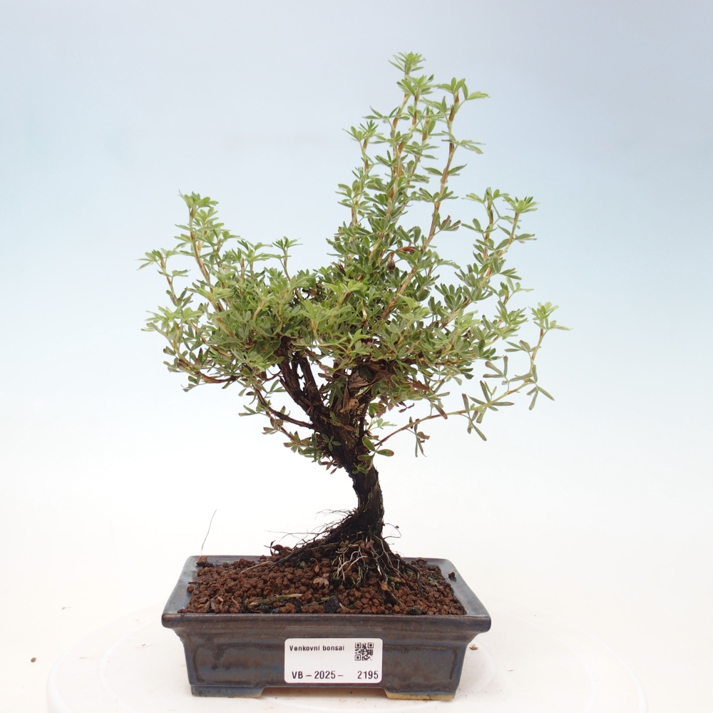 Bonsai voor buiten - Potentila fruticosa gele vogel