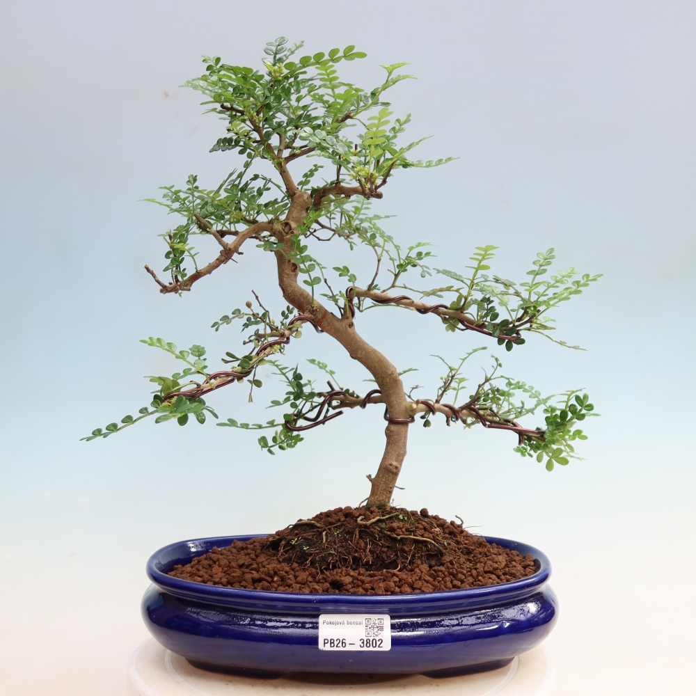 Kamerbonsai - Zantoxylum piperitum - peperboom