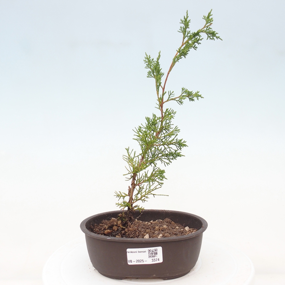 Bonsai voor buiten - Juniperus chinensis Itoigawa