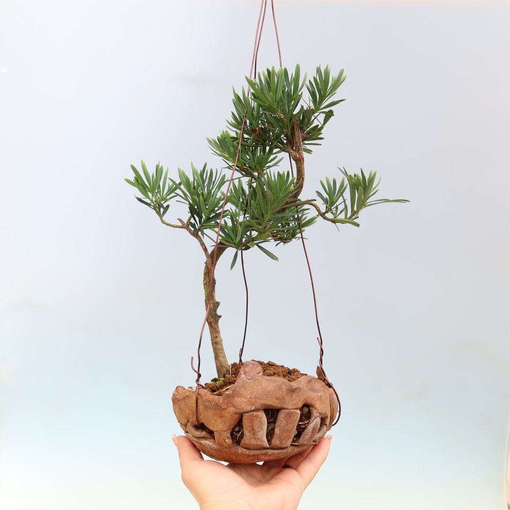 Kokedama in keramiek - Podocarpus - Steen-taxus