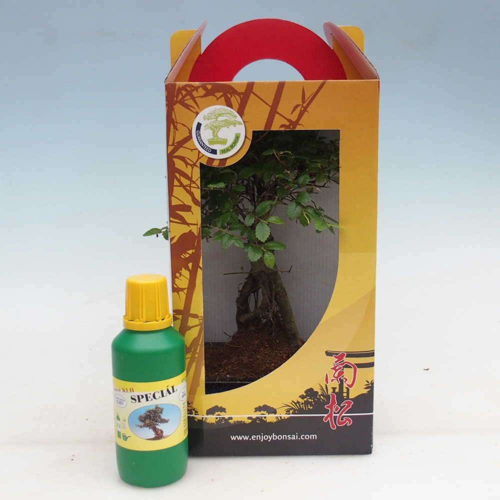 Ulmus parvifolia - Chinese iep