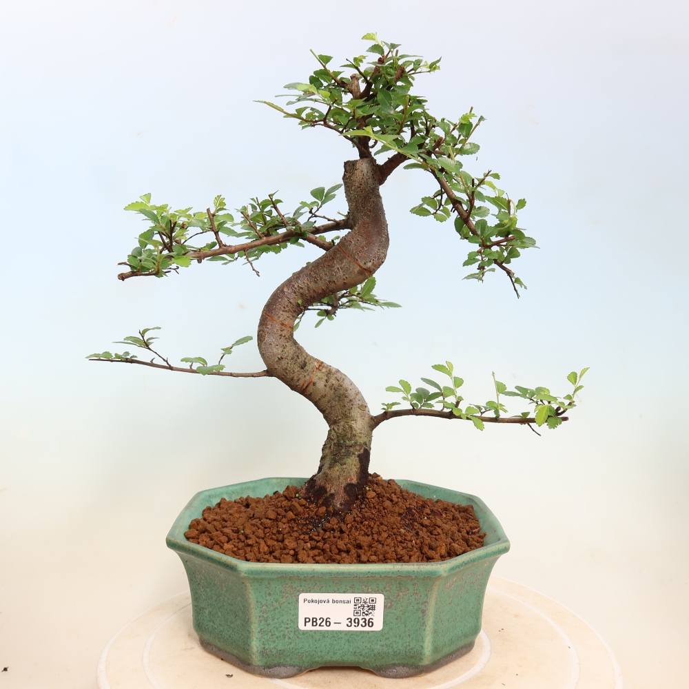 Kamerbonsai - Ulmus parvifolia - Winteriep