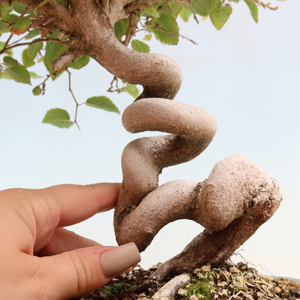 Bonsai voor buiten -Carpinus CARPINOIDES - Koreaanse haagbeuk