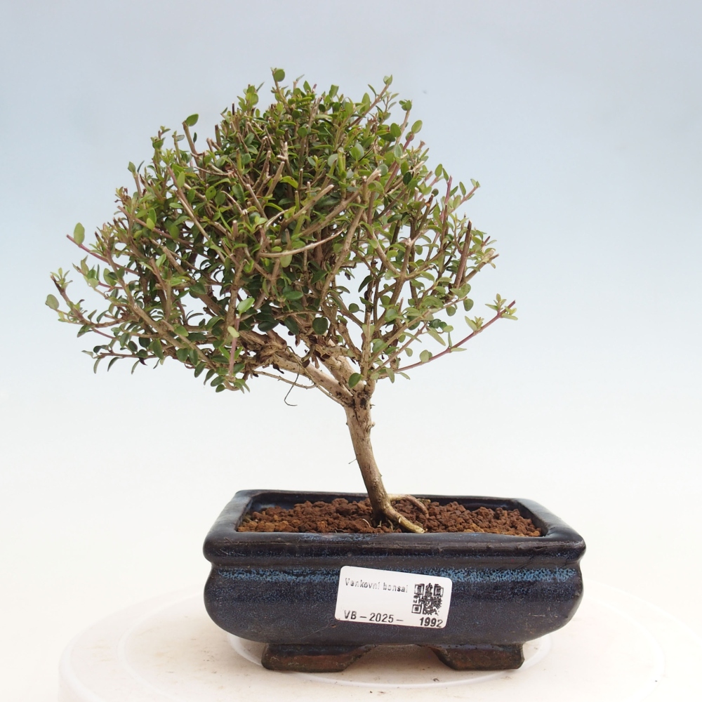Buitenbonsai-Lonicera nitida Twiggy - Kamperfoelie