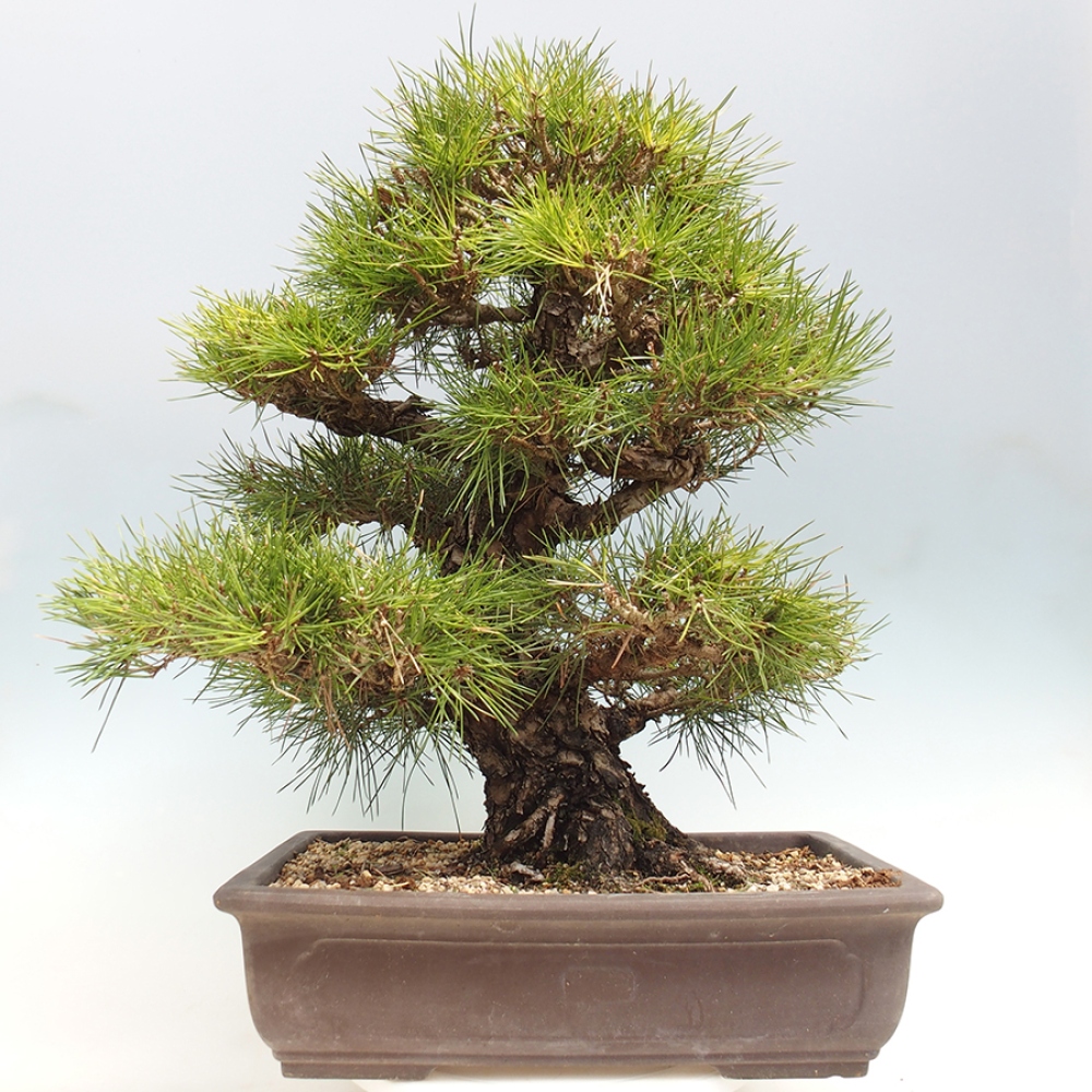 Bonsai voor buiten - Pinus thunbergii - Thunberg den