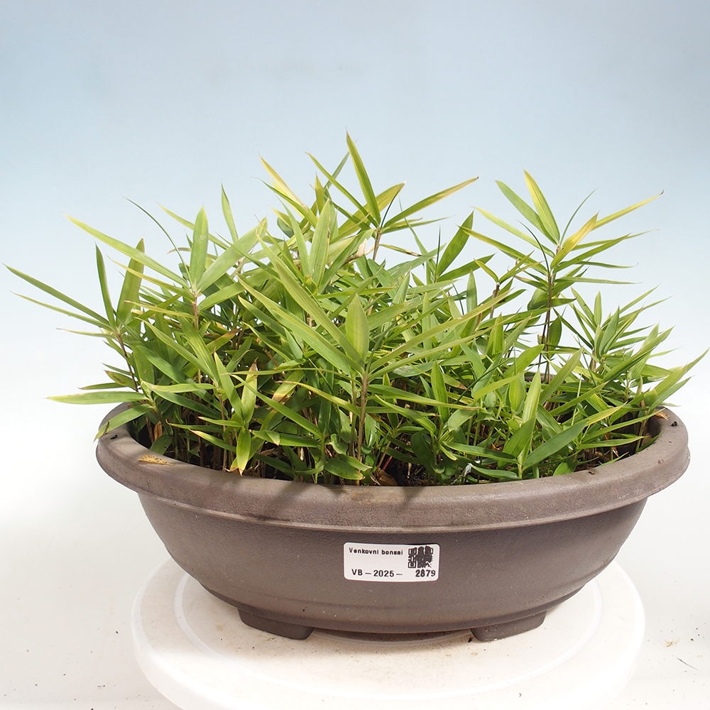 Bonsai voor buiten - Pleioblastus argenteostriatus f.pumilus - Dwergbamboe