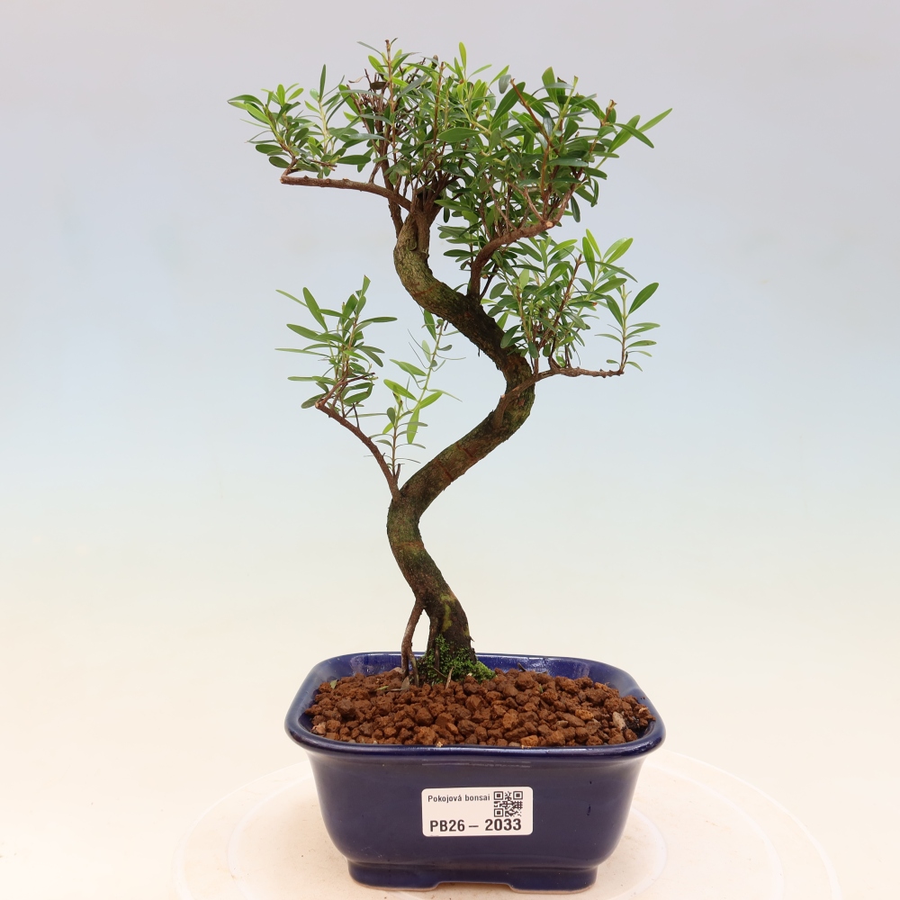 Kamerbonsai - Syzygium - Pimento