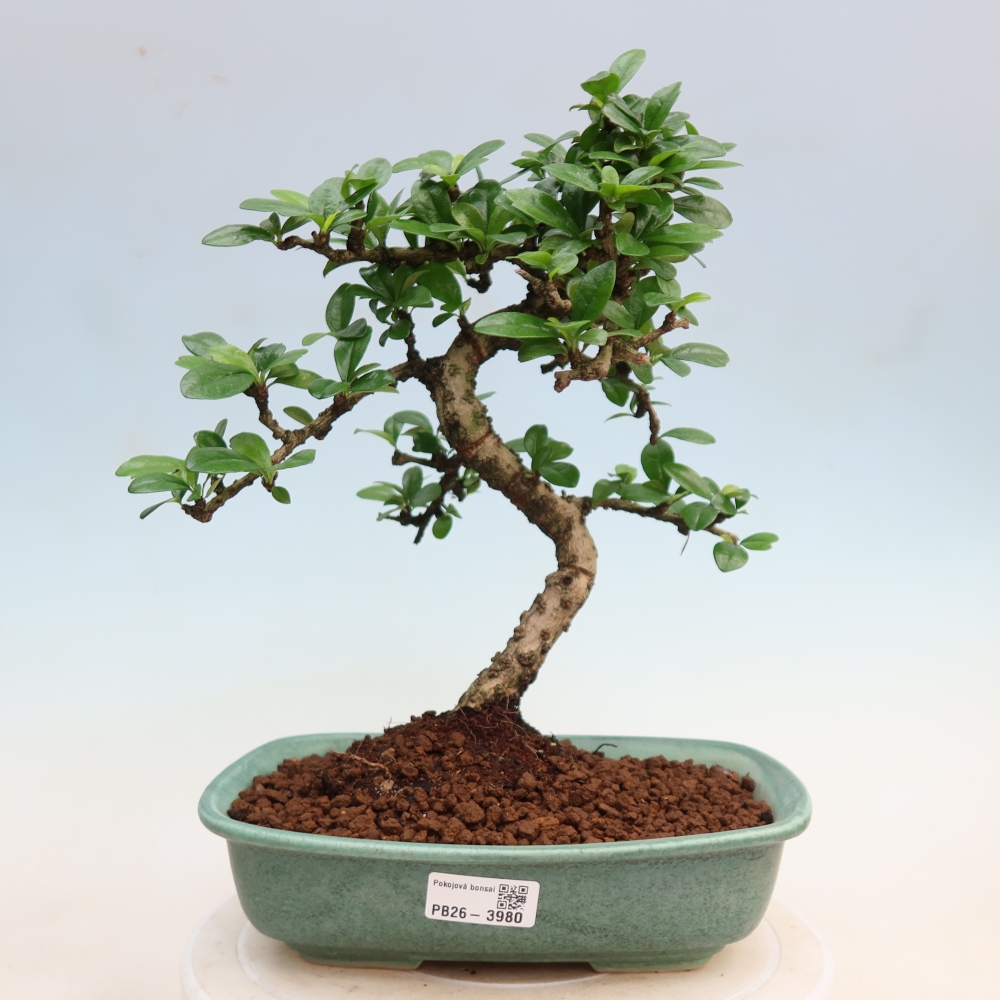 Kamerbonsai - Carmona macrophylla - Thee fuki