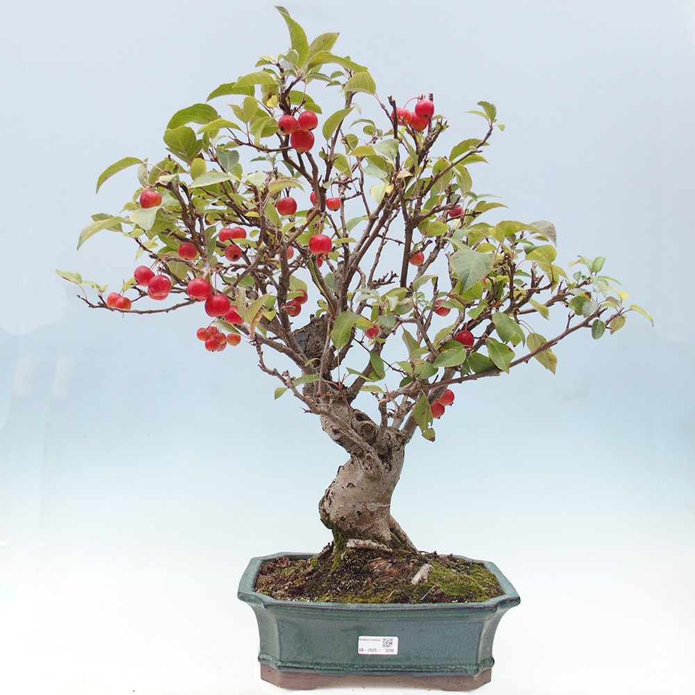 Bonsai voor buiten -Malus halliana - Appelboom met kleine vruchten
