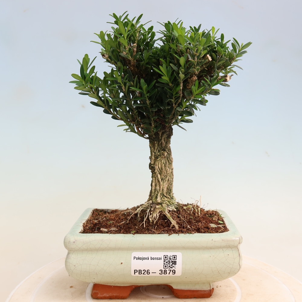 Kamerbonsai - Buxus harlandii - kurk buxus