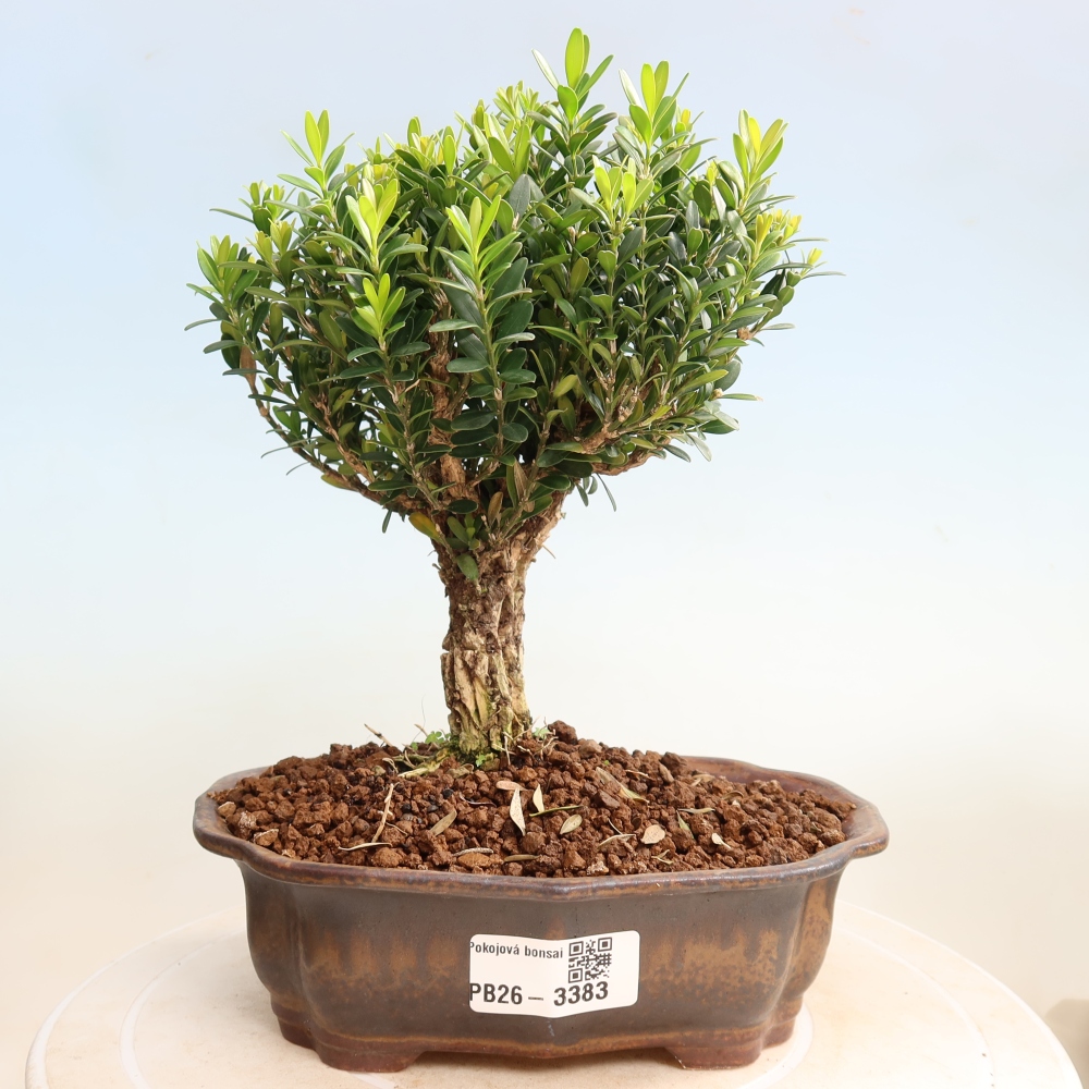 Kamerbonsai - Buxus harlandii - kurk buxus