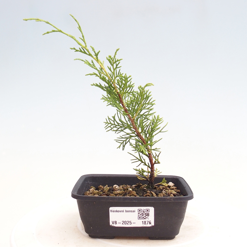 Bonsai voor buiten - Juniperus chinensis Itoigawa