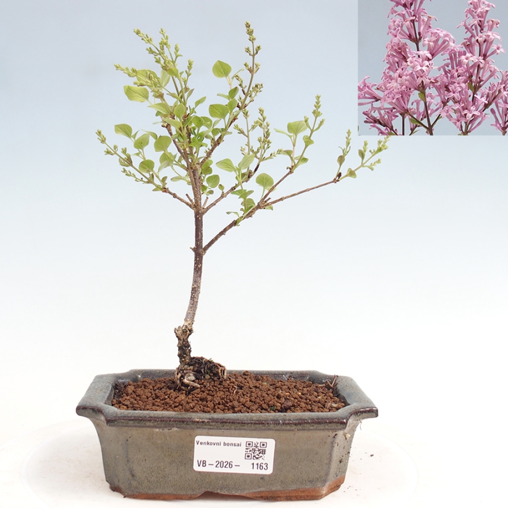 Bonsai voor buiten - Syringa Meyeri Palibin - Meyersering