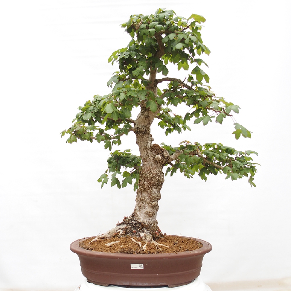 Bonsai voor buiten -Javor babyka - Acer campestre