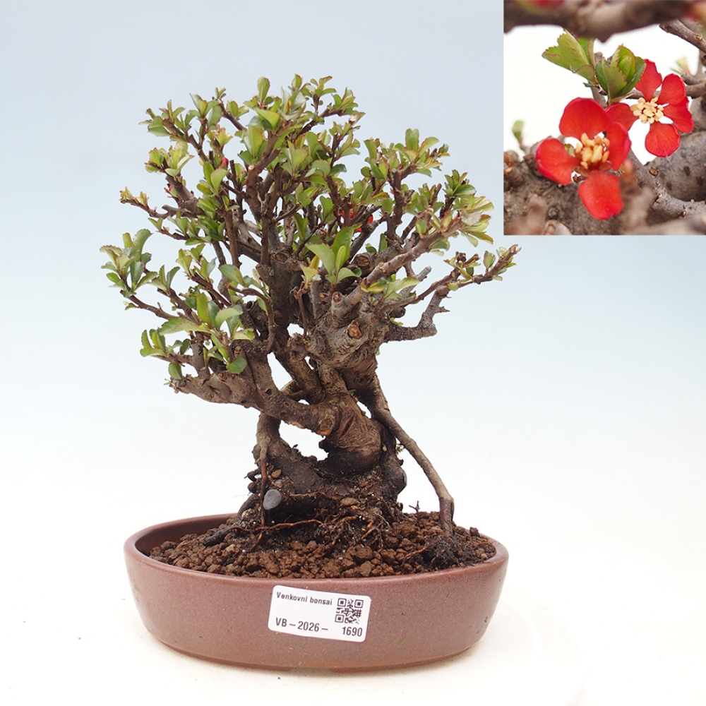 Bonsai voor buiten - Chaneomeles speciosa - Kweepeer