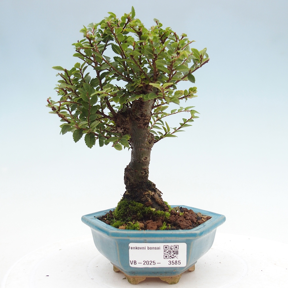 Bonsai voor buiten - Ulmus parvifolia Hokkaido - Chinese iep