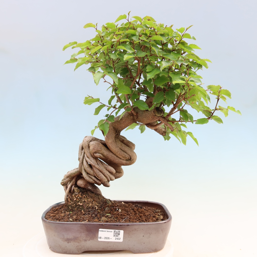 Bonsai voor buiten -Carpinus Coreana - Koreaanse haagbeuk