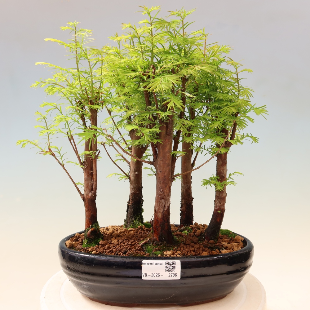 Buitenbonsai - Metasequoia glyptostroboides - Chinese metasequoia - bosje