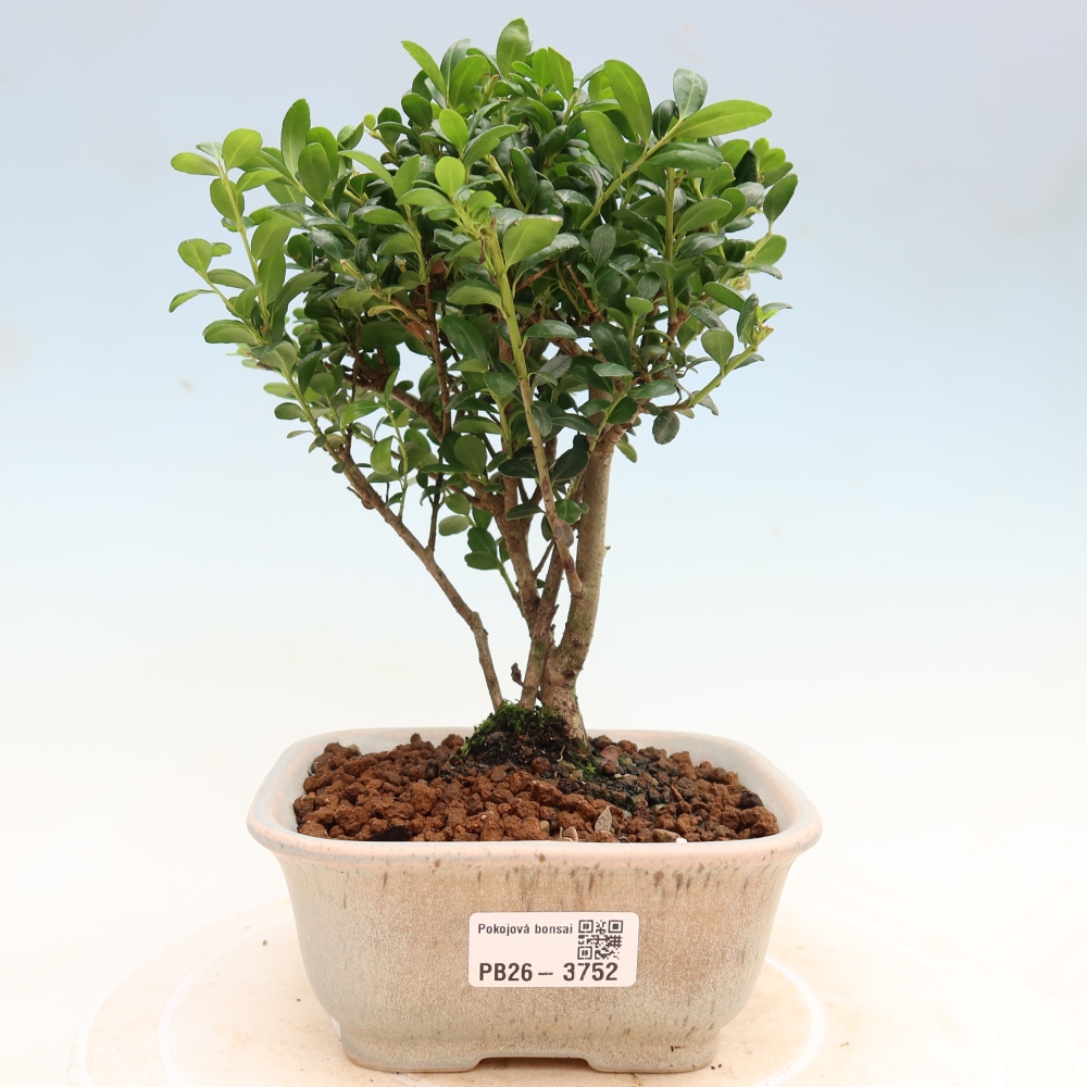 Kamerbonsai - Ilex crenata - Hulst