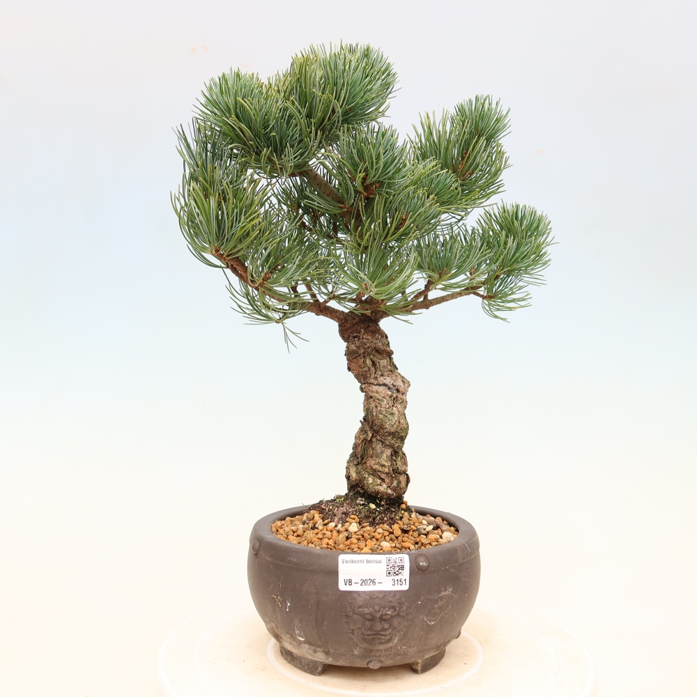 Bonsai voor buiten - Pinus parviflora - Pinus parviflora