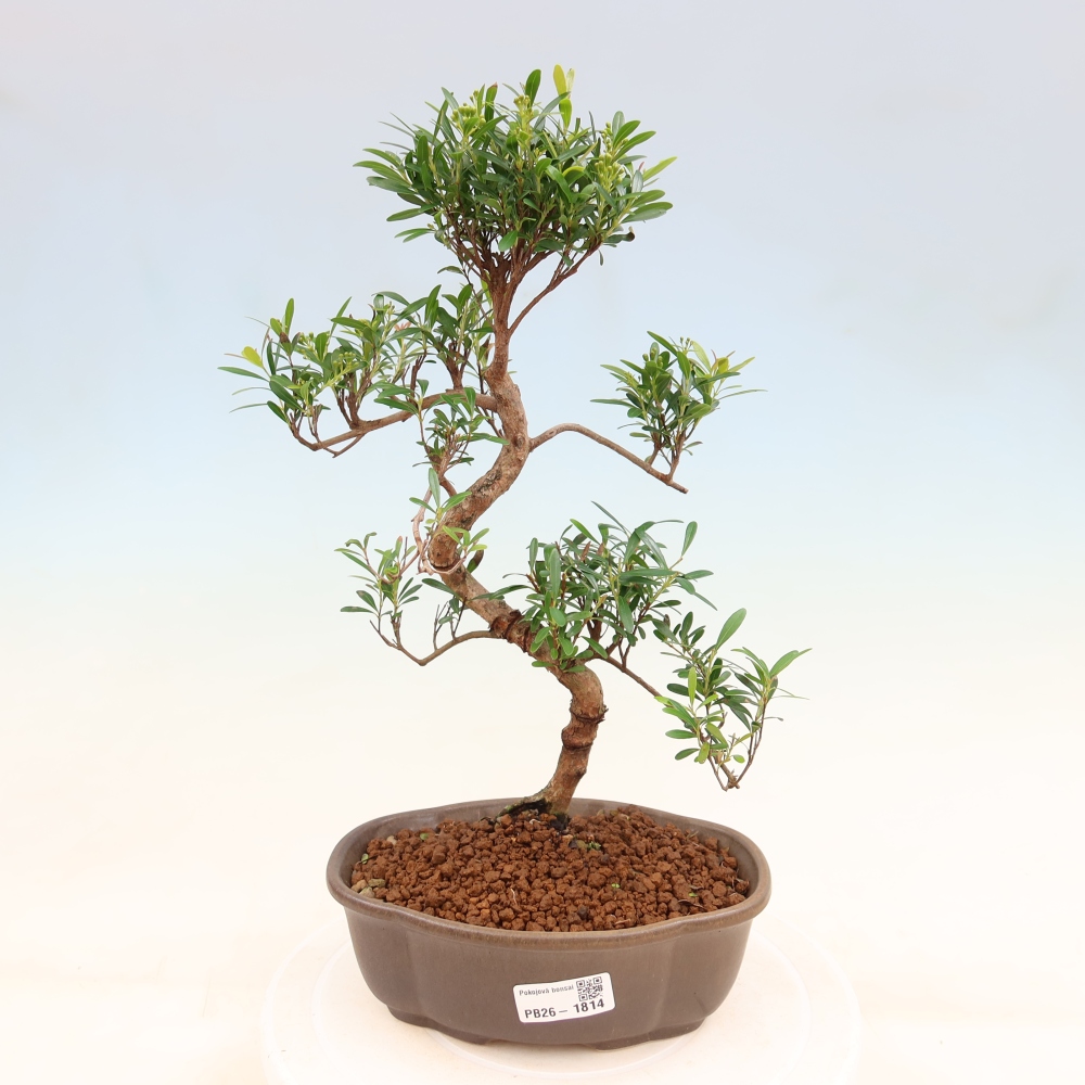 Kamerbonsai - Syzygium - Pimento