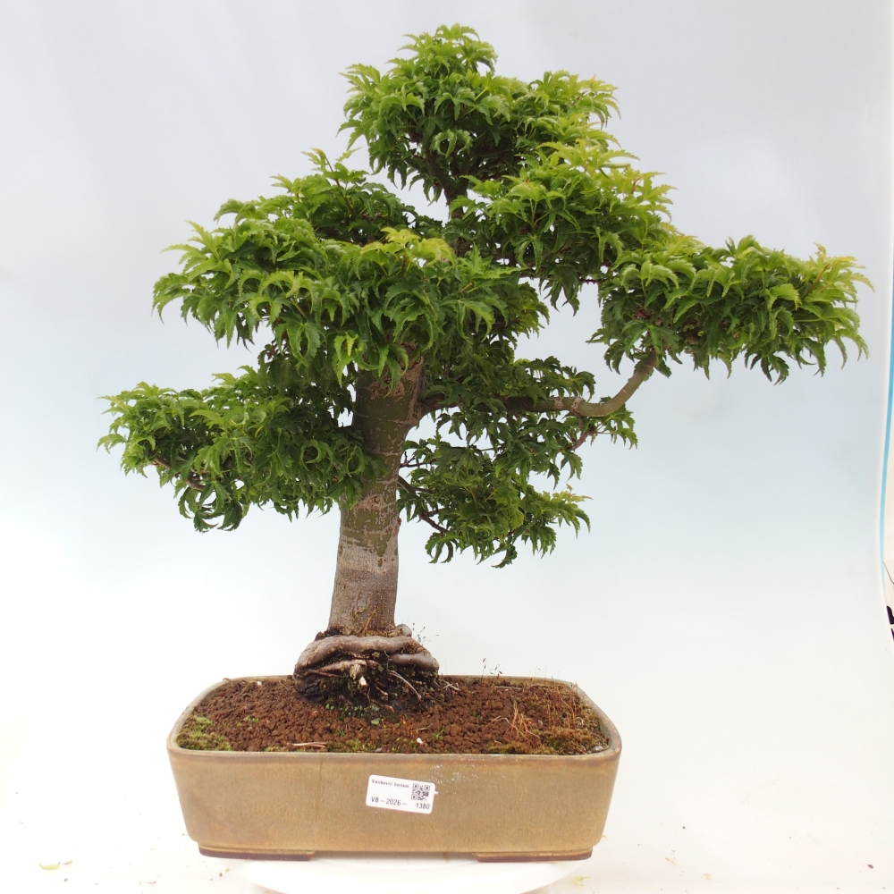 Bonsai voor buiten -Javor palm Acer palmatum Shishigashira