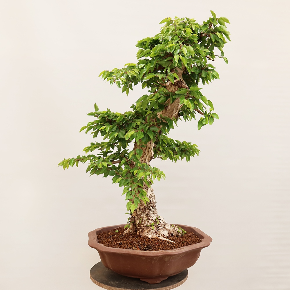 Bonsai voor buiten -Carpinus Coreana - Koreaanse haagbeuk