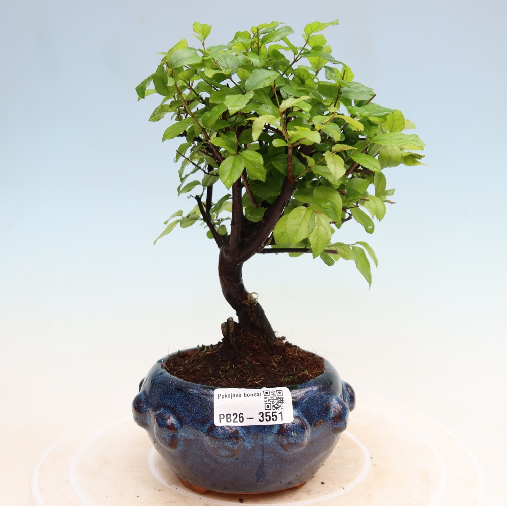 Kamerbonsai - Sageretia thea - Sageretia thea