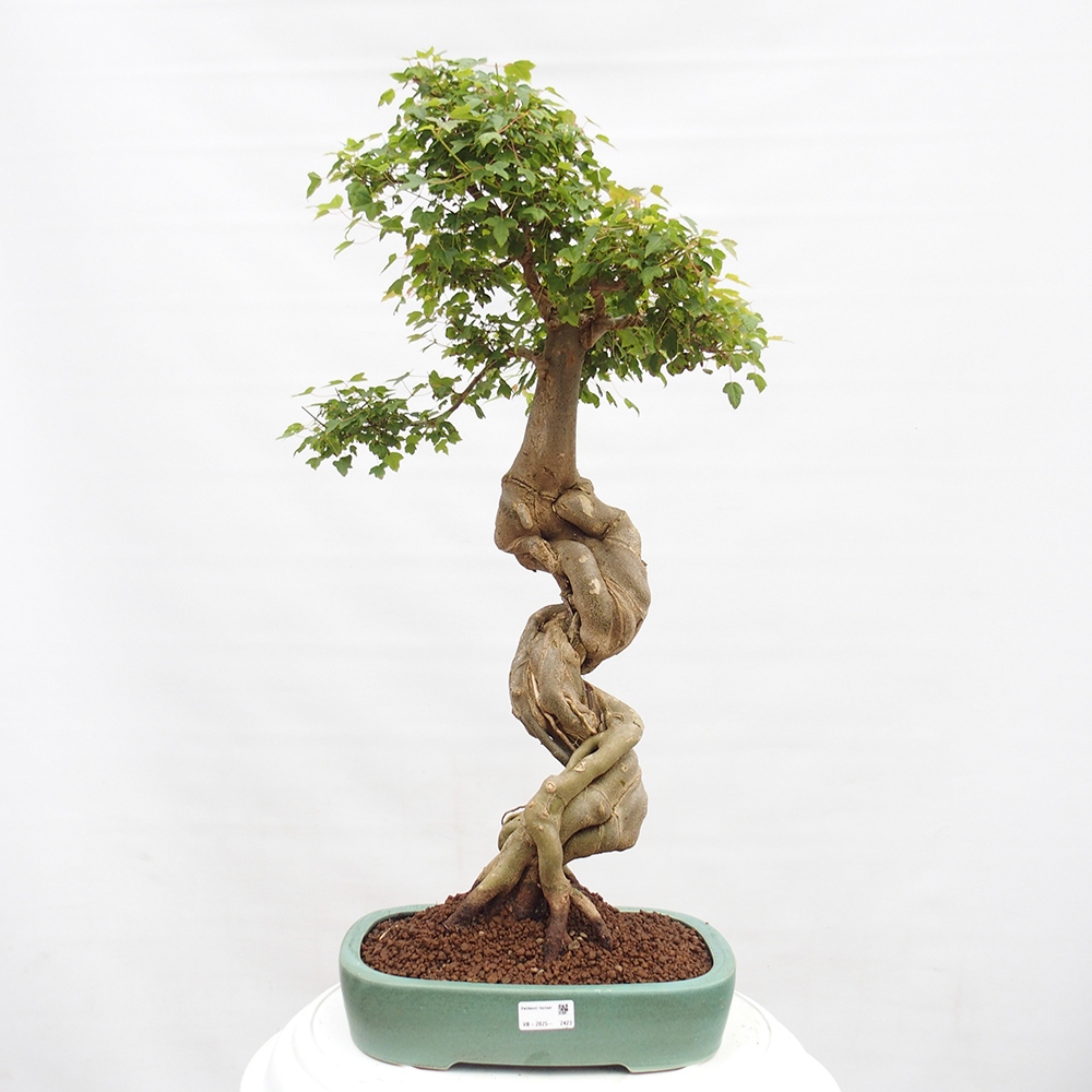 Bonsai voor buiten - Acer Buergerianum - Burgeresdoorn