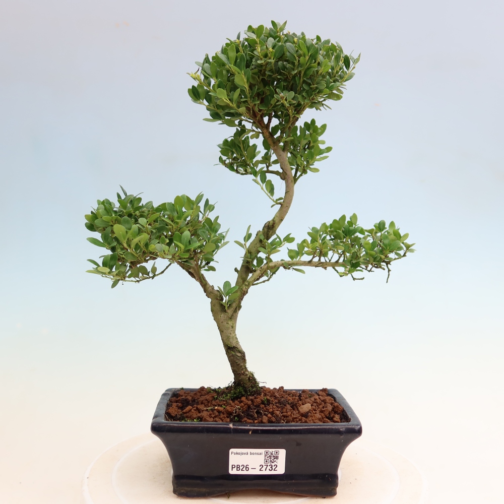 Kamerbonsai - Ilex crenata - Hulst