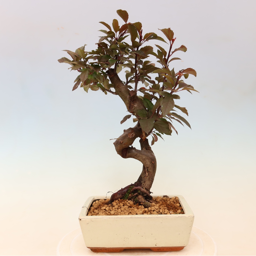 Bonsai voor buiten -Malus domestica - Roodbladige appelboom met kleine vruchten