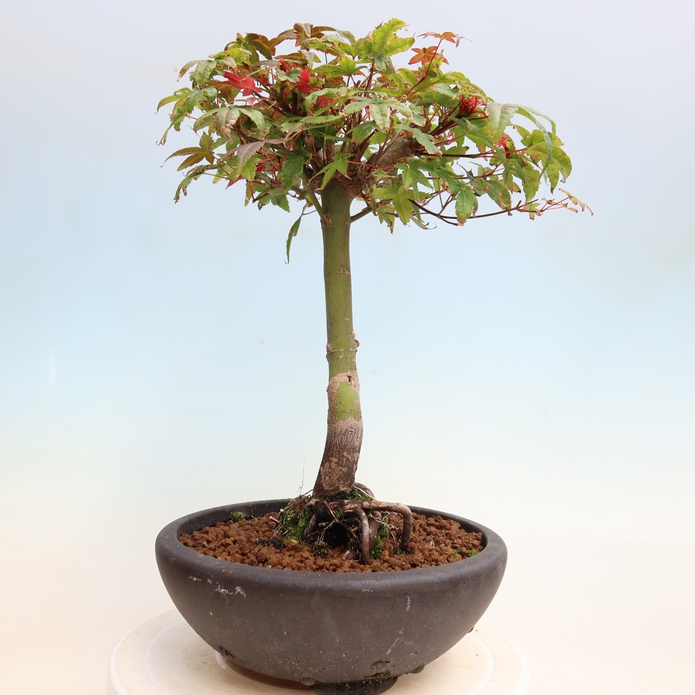 Bonsai voor buiten - Acer palmatum DESHOJO