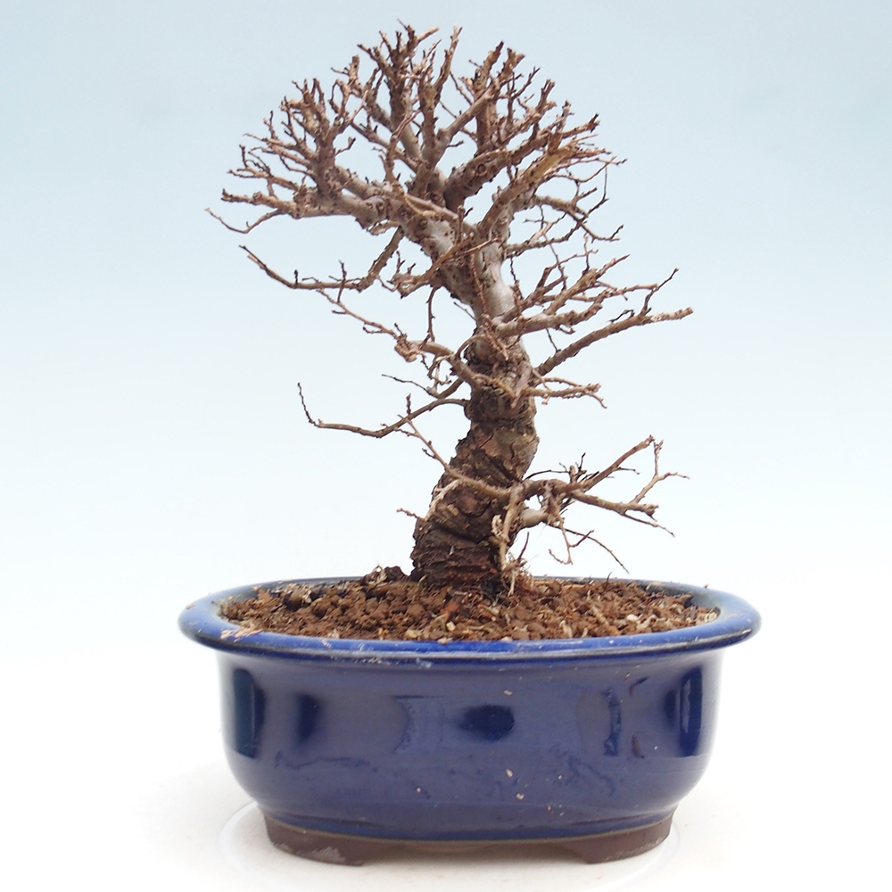 Bonsai voor buiten - Zelkova - Zelkova NIRE