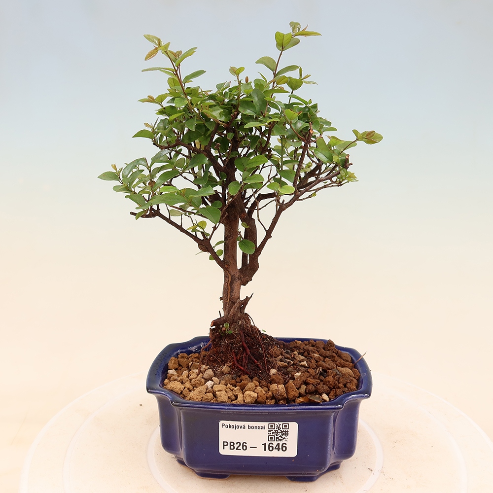 Kamerbonsai - Sageretia thea - Sageretia thea