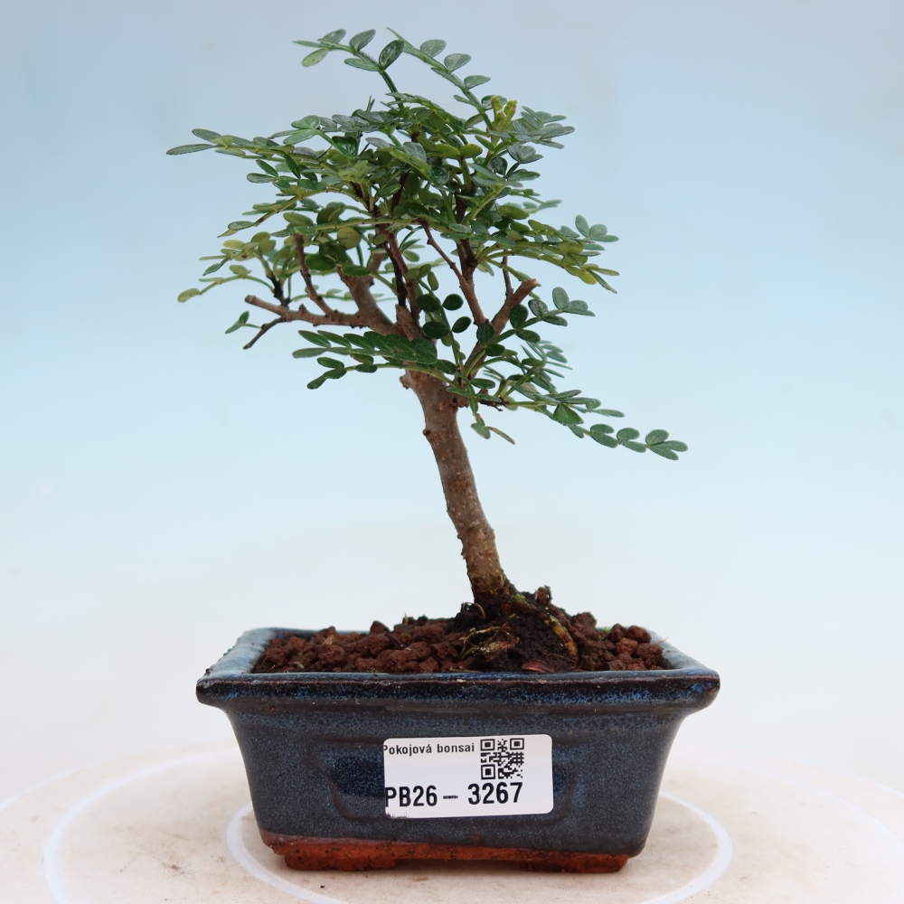 Kamerbonsai - Zantoxylum piperitum - peperboom