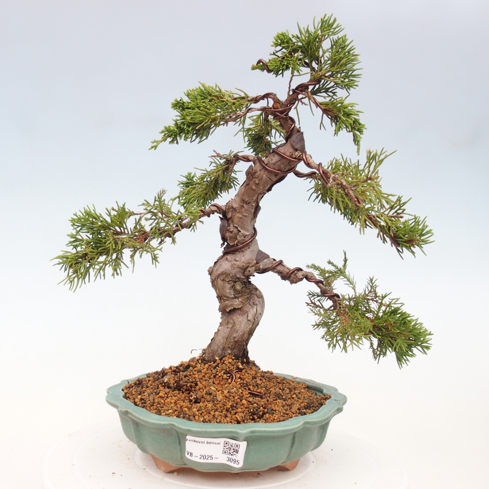 Bonsai voor buiten - Juniperus chinensis Itoigawa