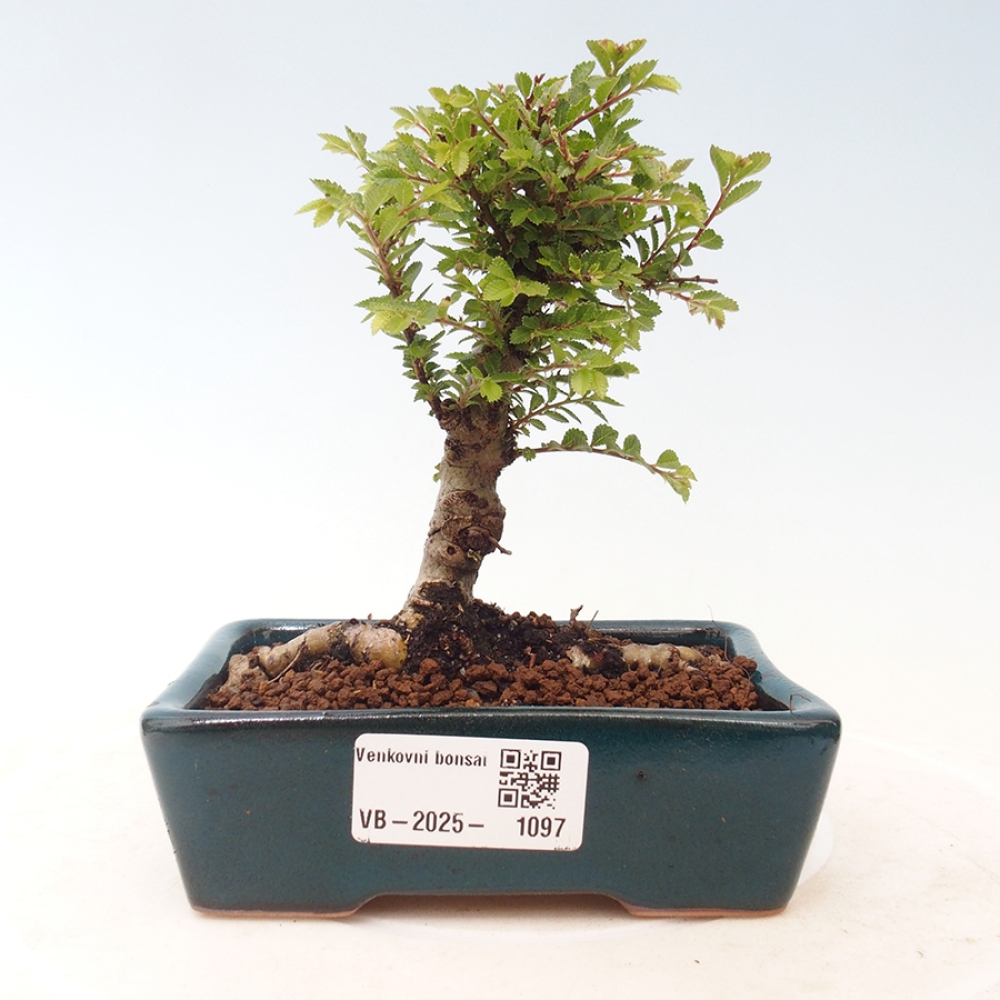 Bonsai voor buiten - Ulmus parvifolia Sagei - Kleinbladige iep