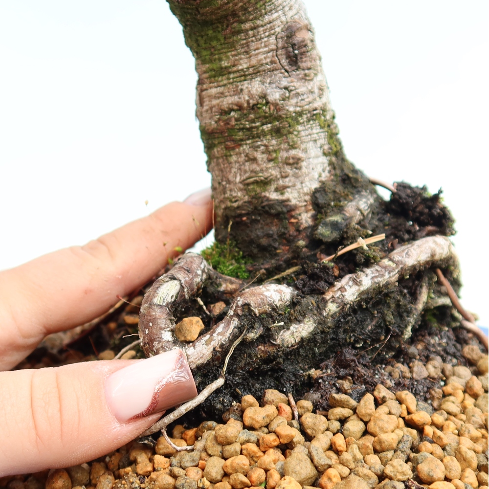 Bonsai voor buiten - Pinus mugo Humpy  - Bergden