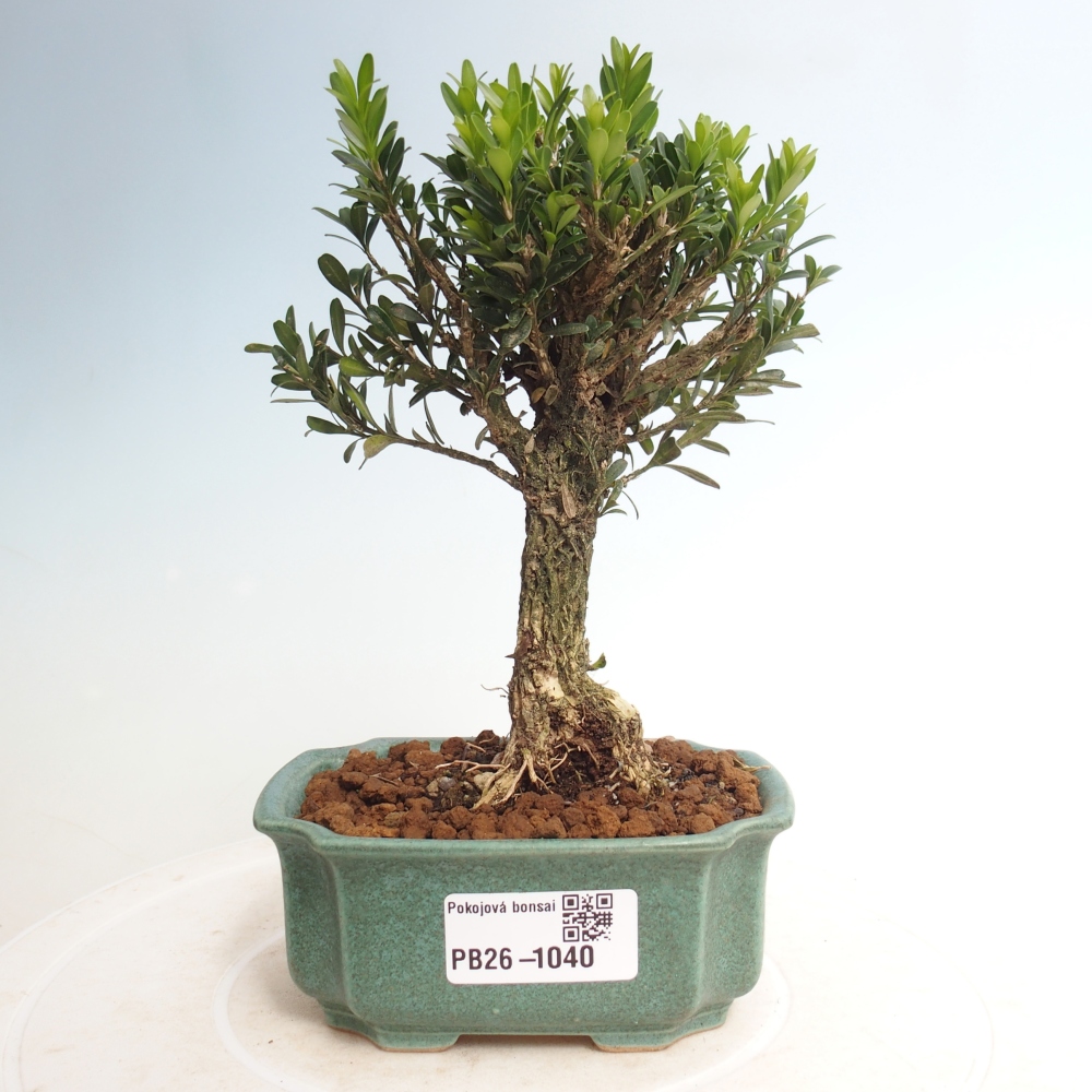 Kamerbonsai - Buxus harlandii - kurk buxus