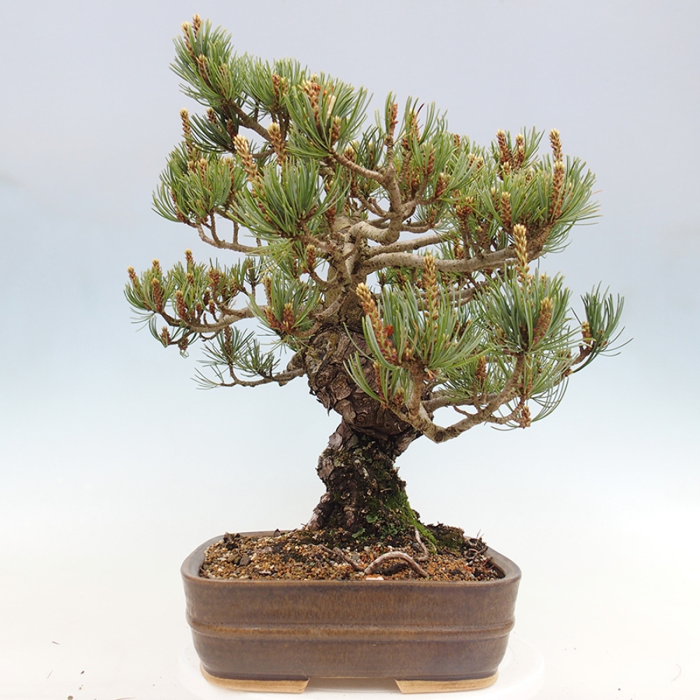 Bonsai voor buiten - Pinus parviflora - Pinus parviflora