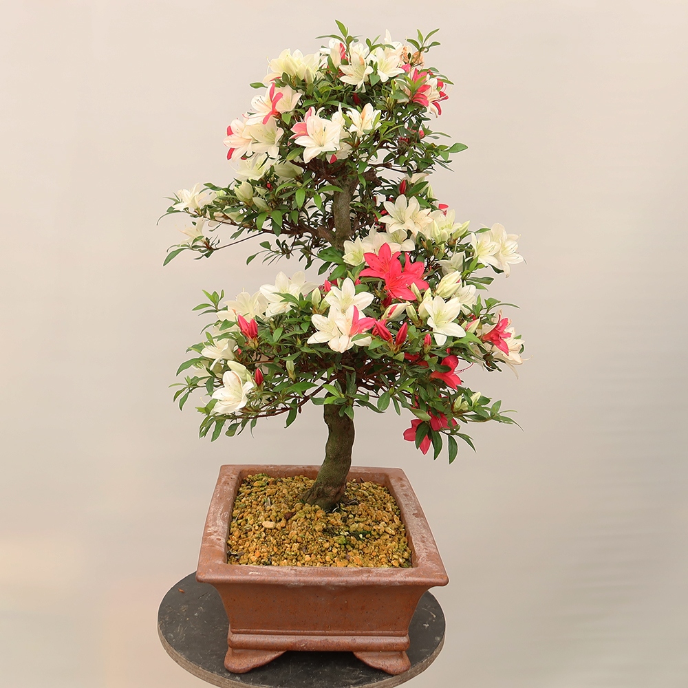 Bonsai voor buiten - Japanse azalea - Azalea CHIHIRO