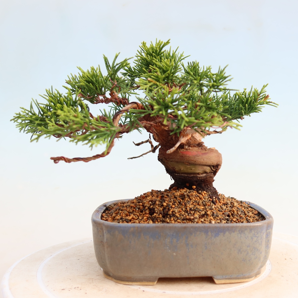 Bonsai voor buiten - Juniperus chinensis Itoigawa