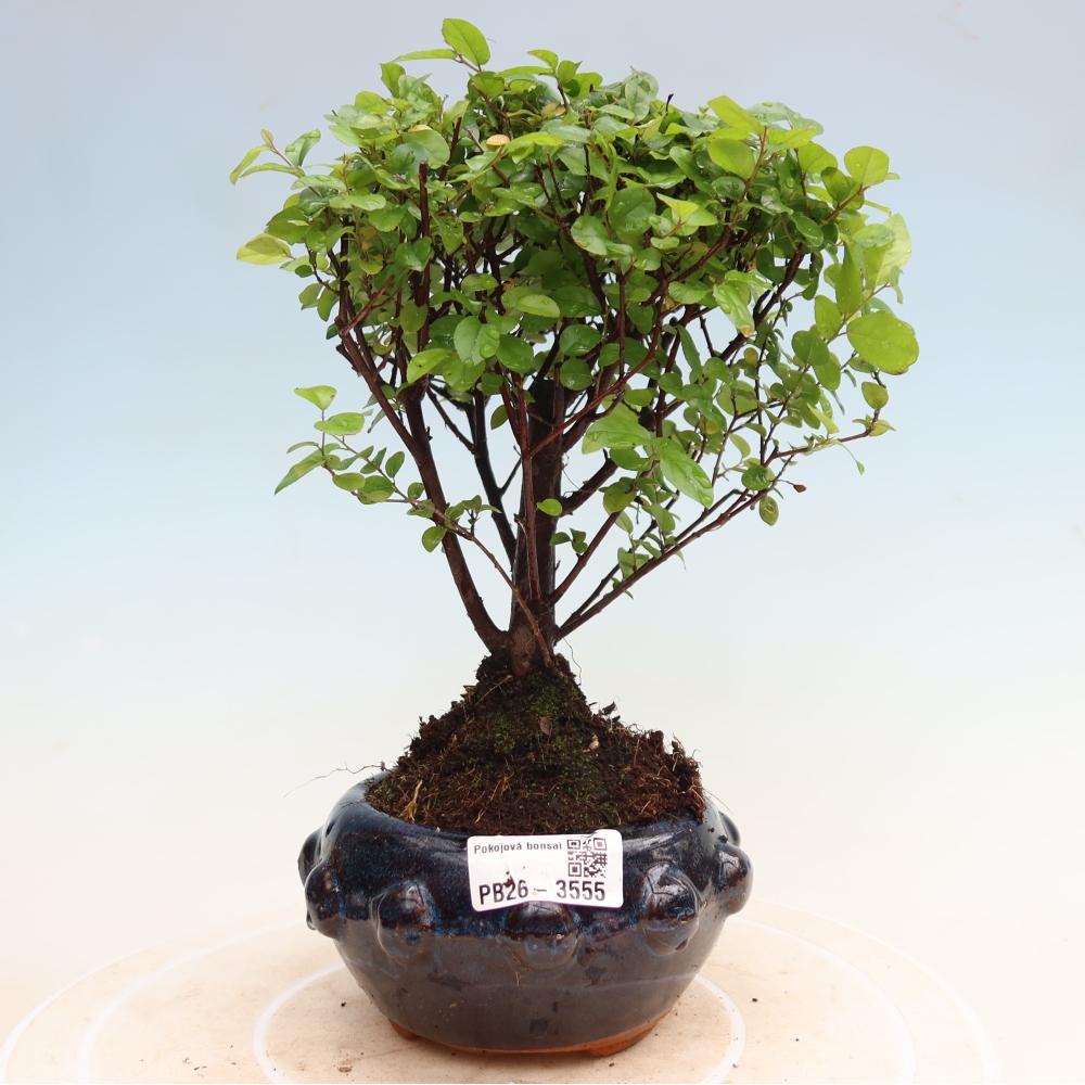Kamerbonsai - Sageretia thea - Sageretia thea