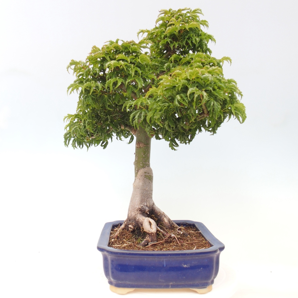 Bonsai voor buiten -Javor palm Acer palmatum Shishigashira