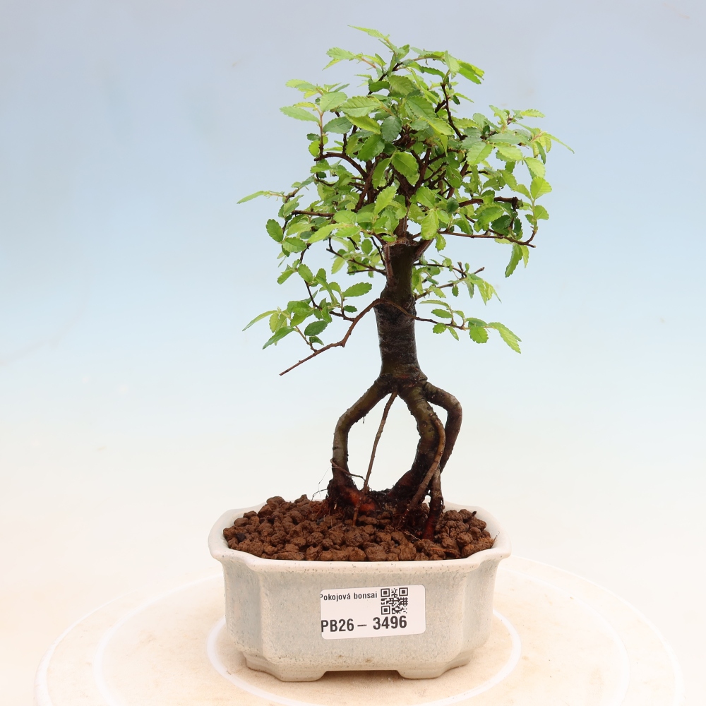 Kamerbonsai - Ulmus parvifolia - Winteriep