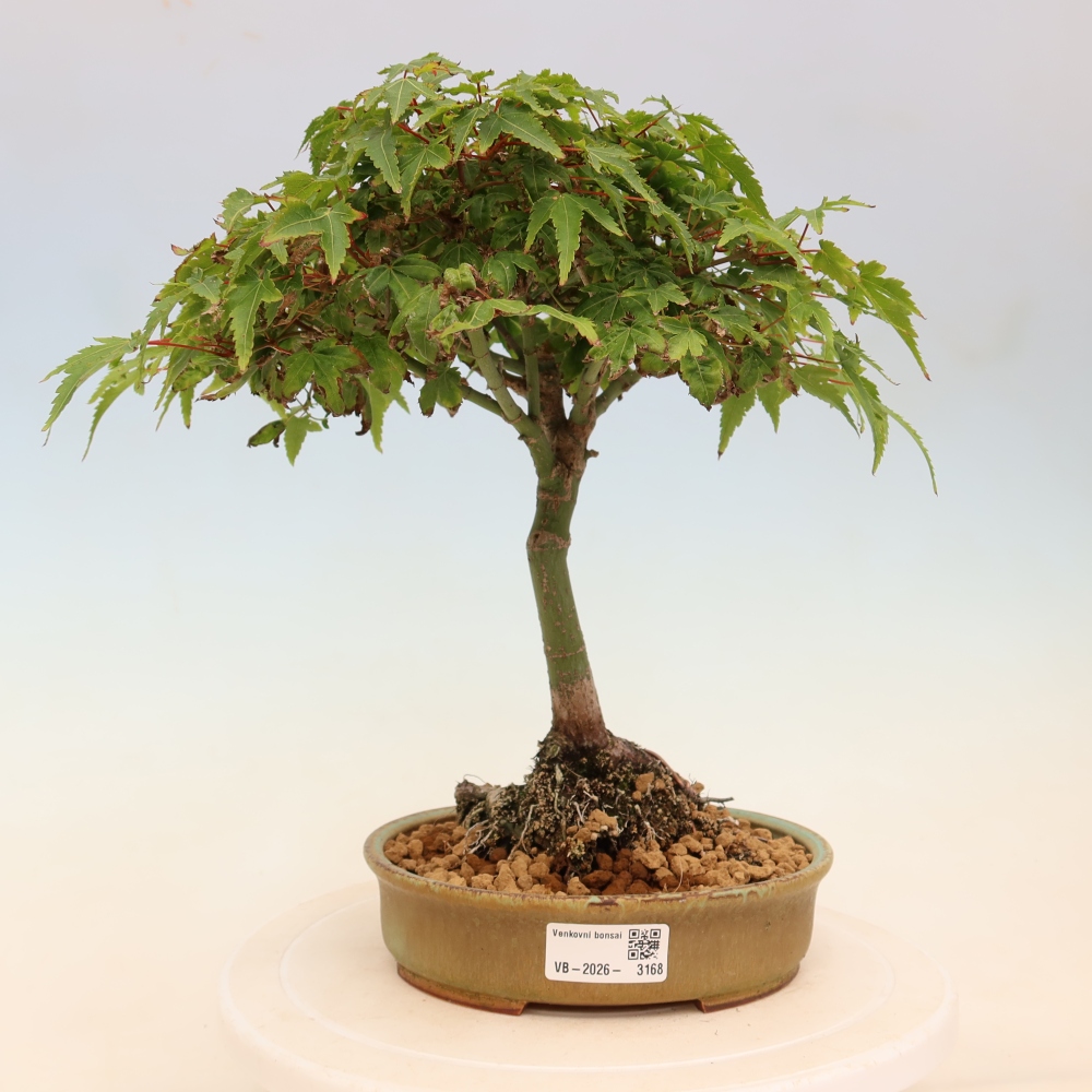 Acer palmatum KIOHIME - Palmeta-esdoorn