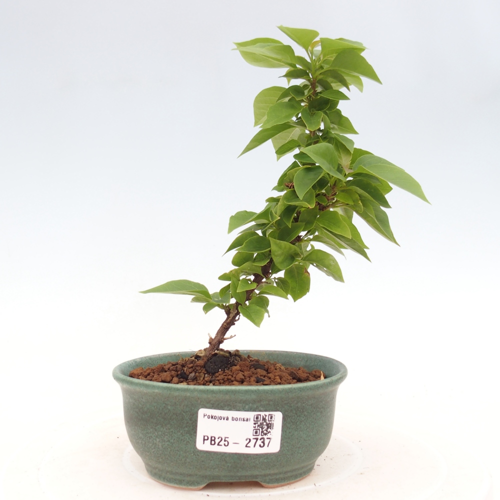 Kamerbonsai - Bouganwilea