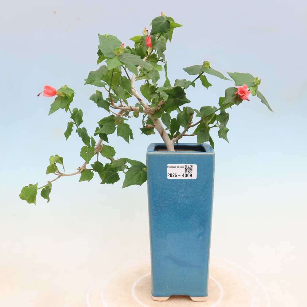 Bonsai voor binnen - Malvaviscus arboreus