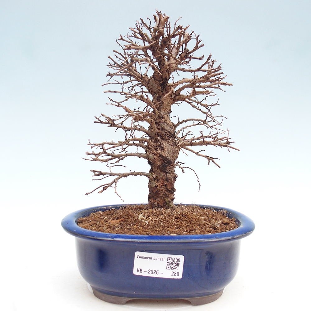 Bonsai voor buiten - Zelkova - Zelkova NIRE